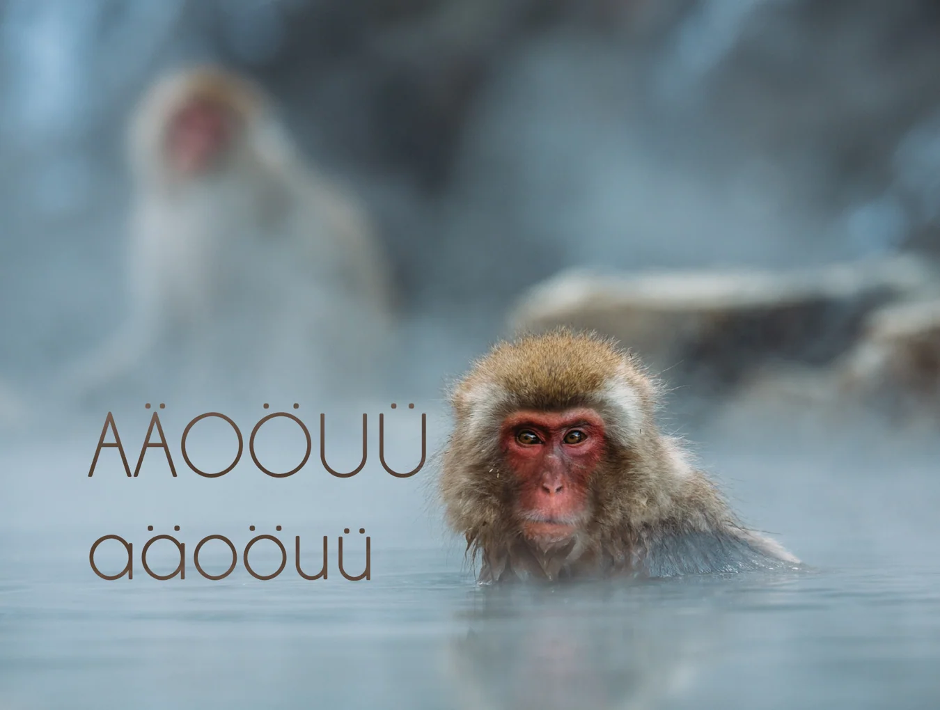 Baboon Round 4