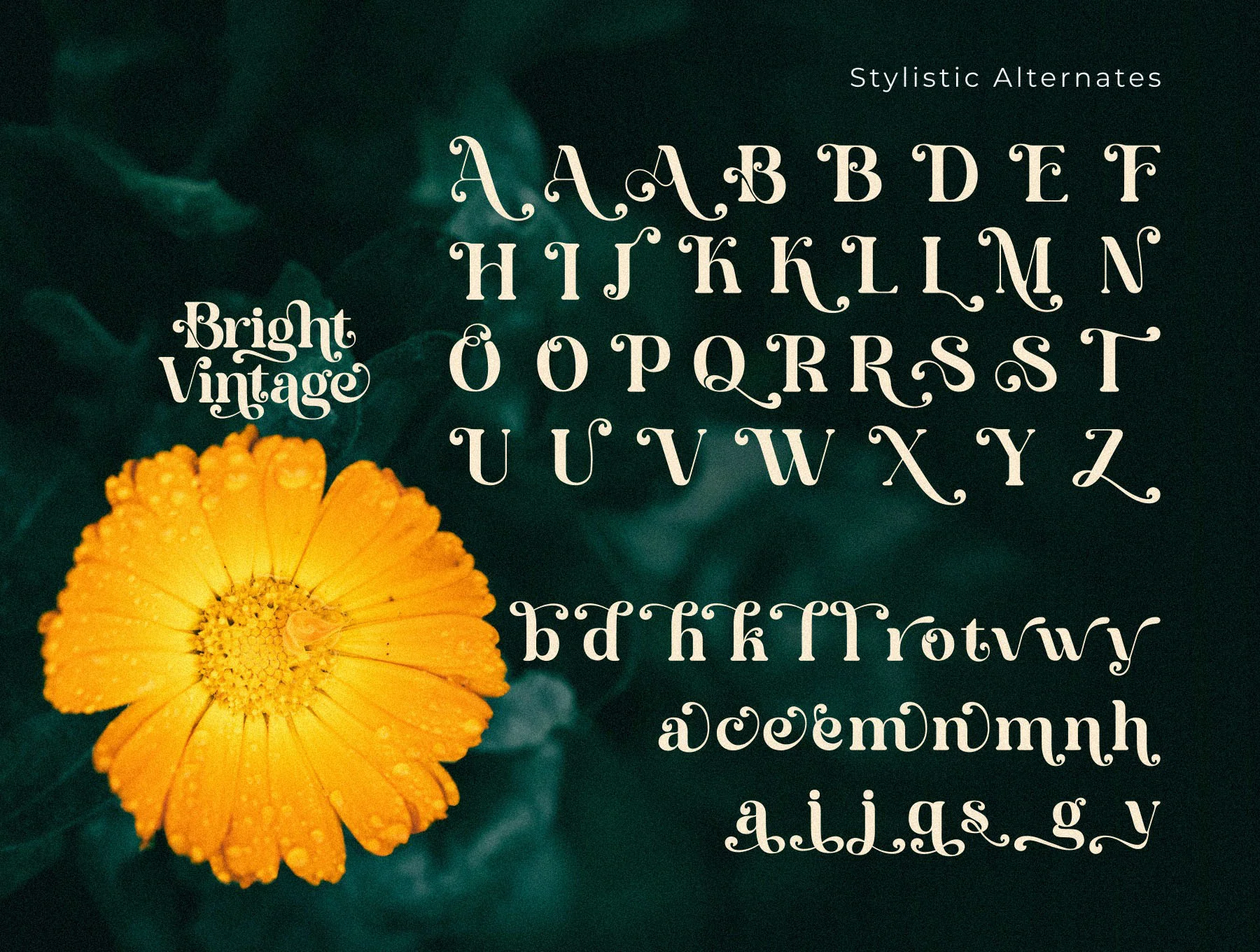 Bright Vintage 6