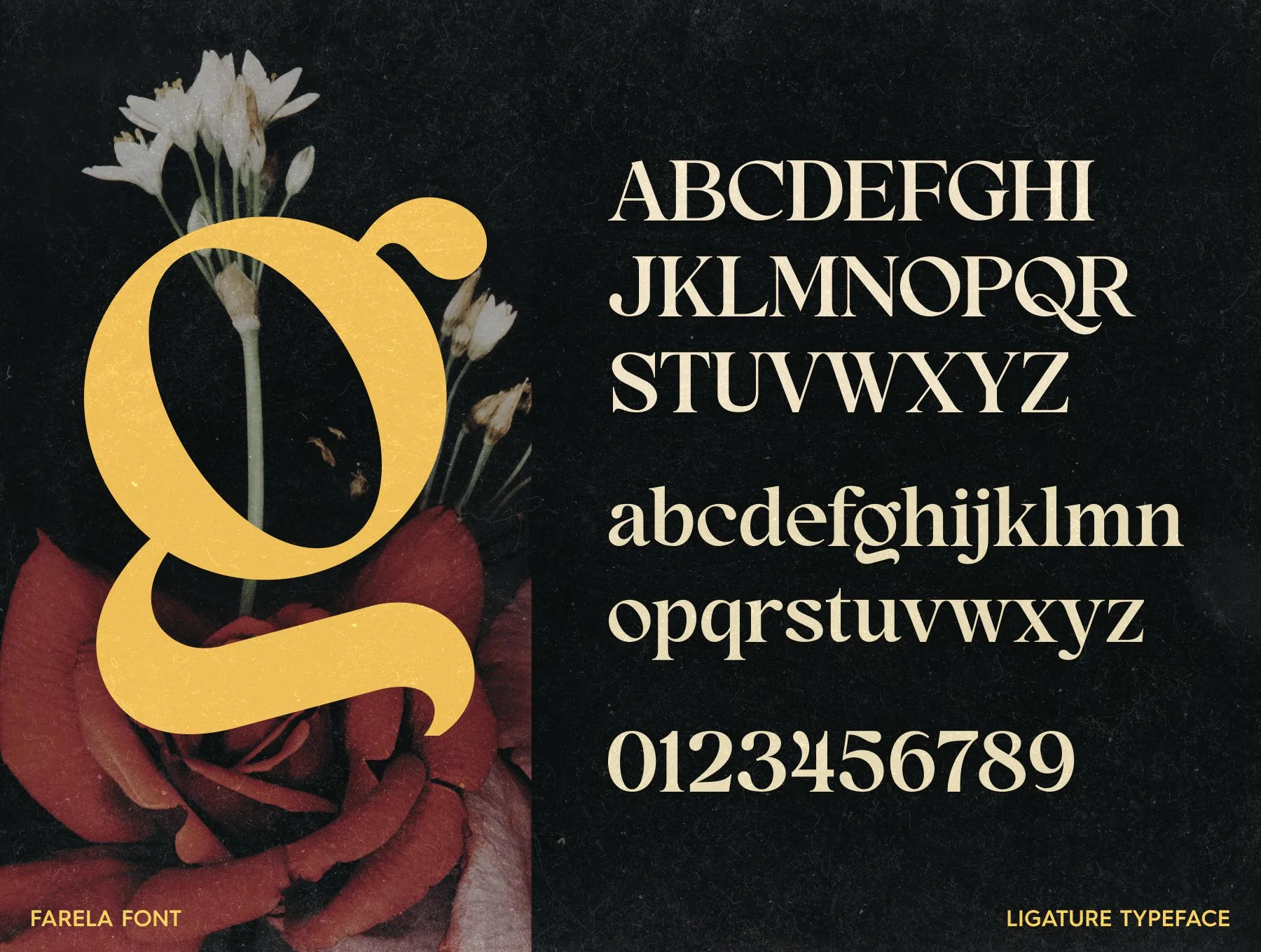 Farela Font 4
