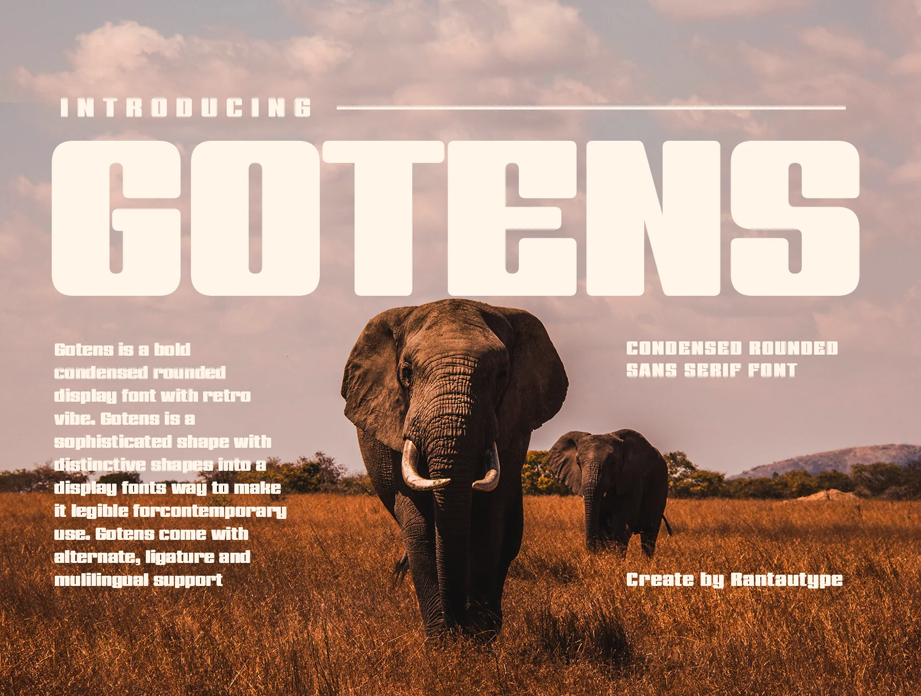 Gotens Bold Condensed Display Font