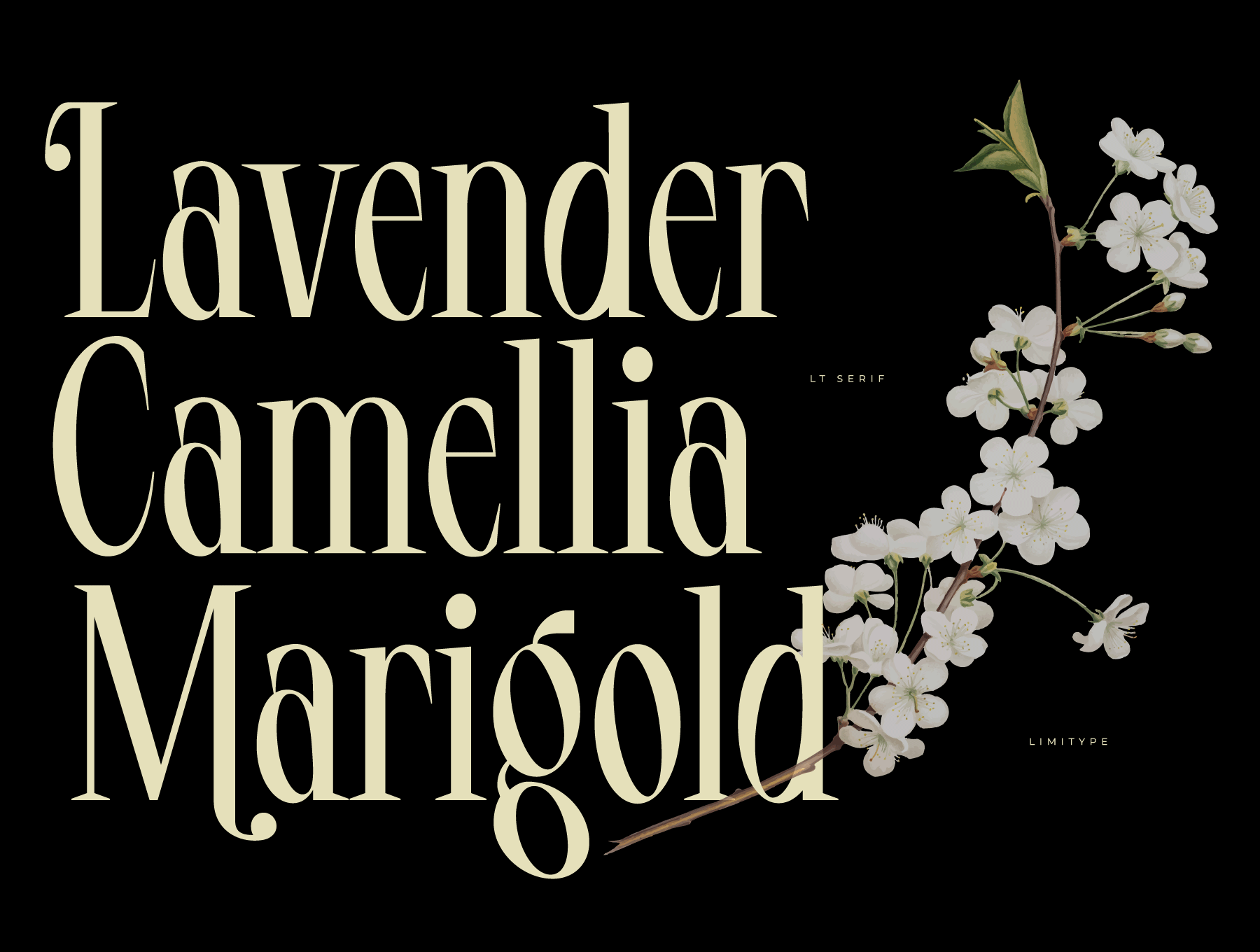 LT Serif Font 2