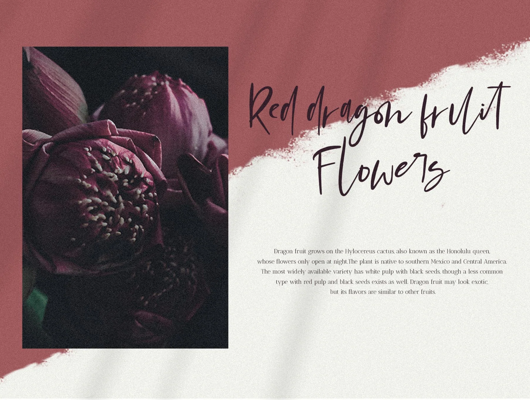 Mondela || Casual Handwritten Font 4
