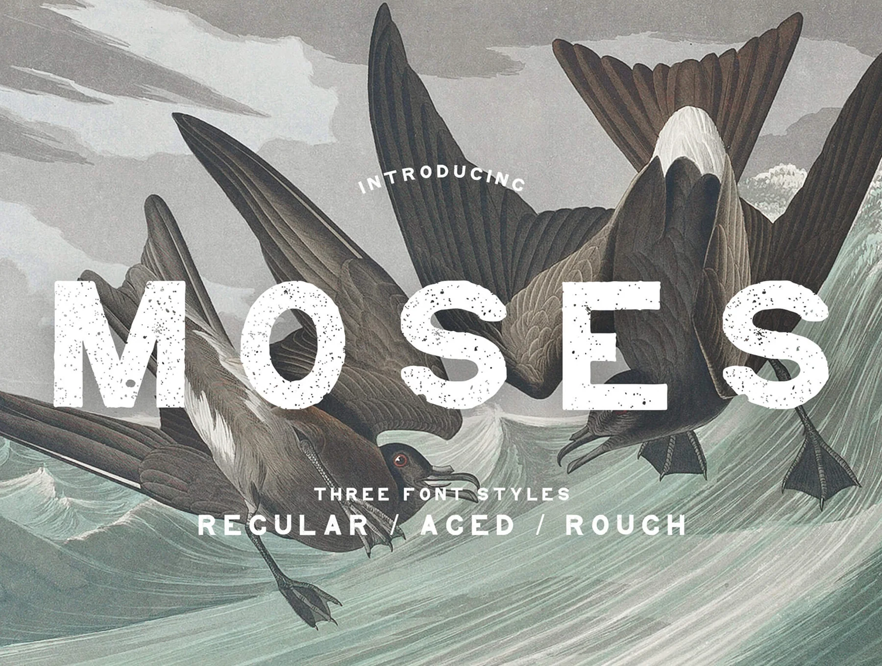Moses – Display Grotesque Typeface (Regular, Rough, Aged)