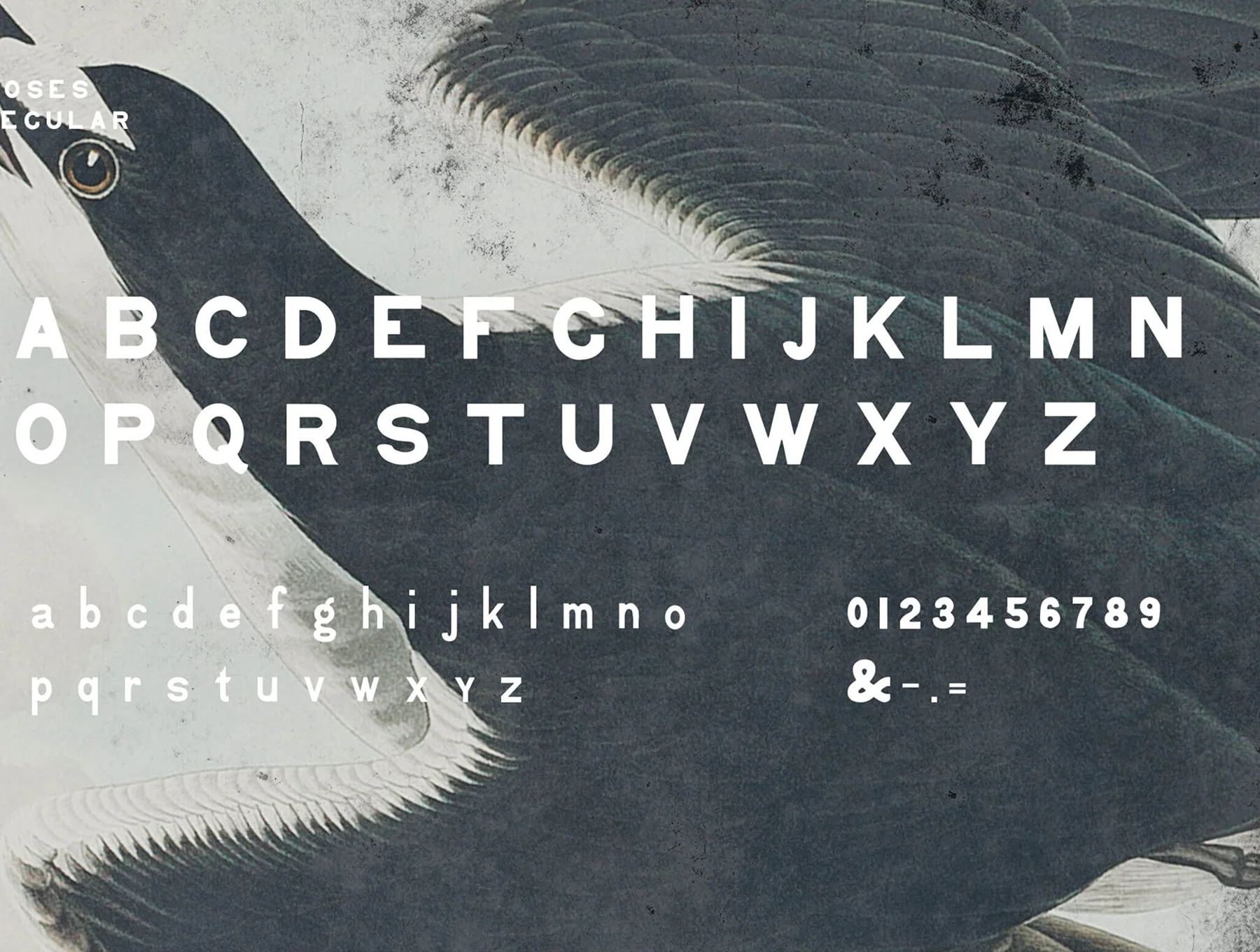 Moses – Display Grotesque Typeface (Regular, Rough, Aged) 8