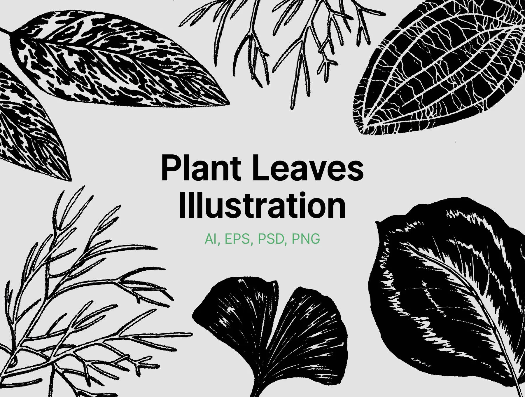 Plant Leaves Illustrations