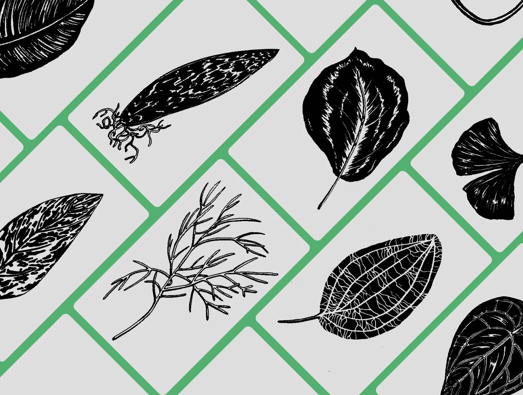 Plant Leaves Illustrations 2