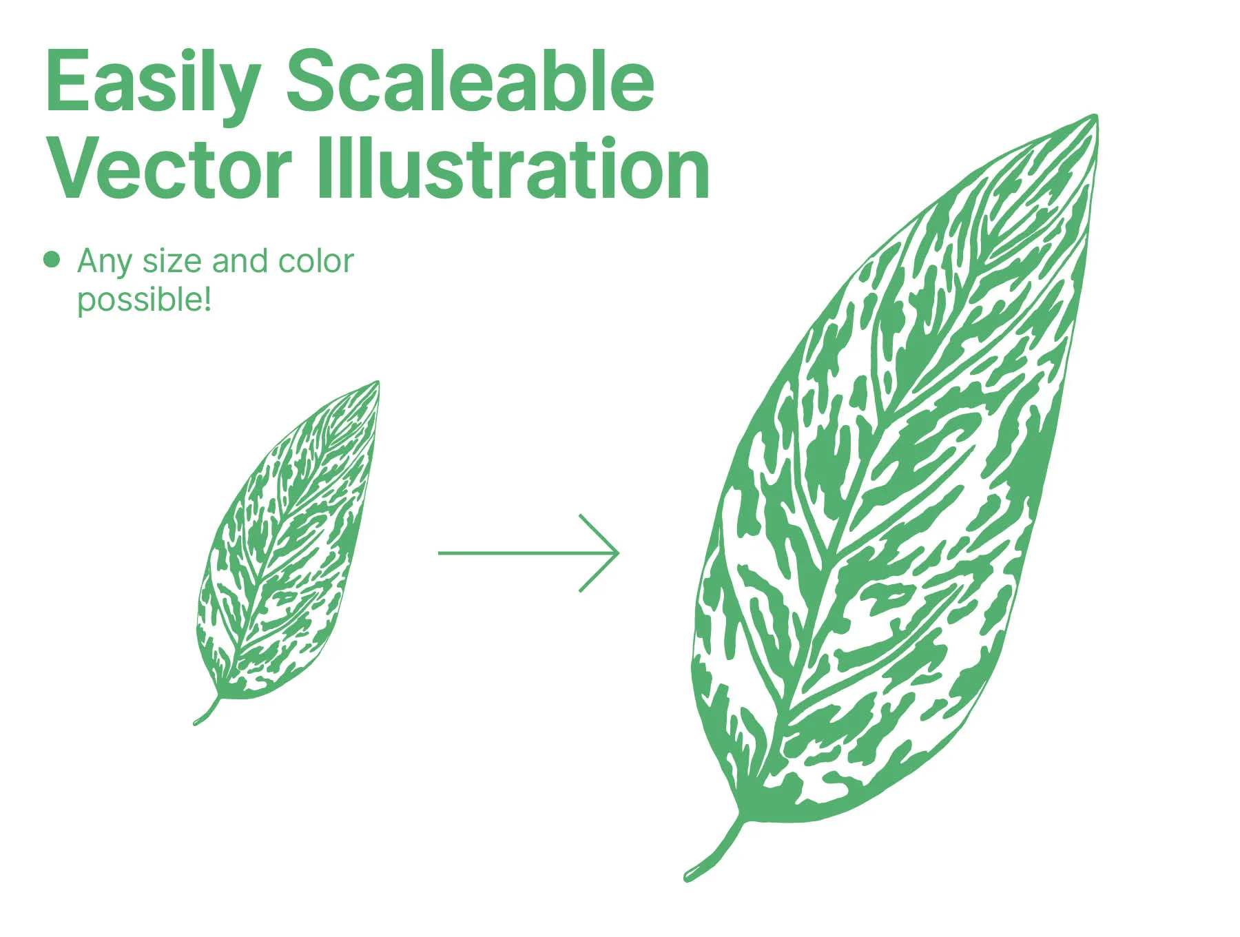 Plant Leaves Illustrations 5