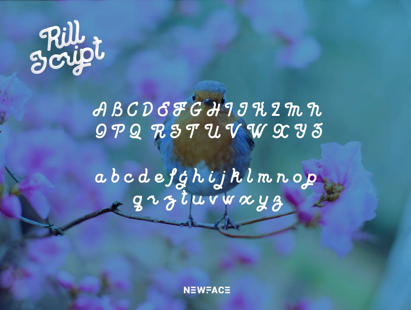 Rill Script 5