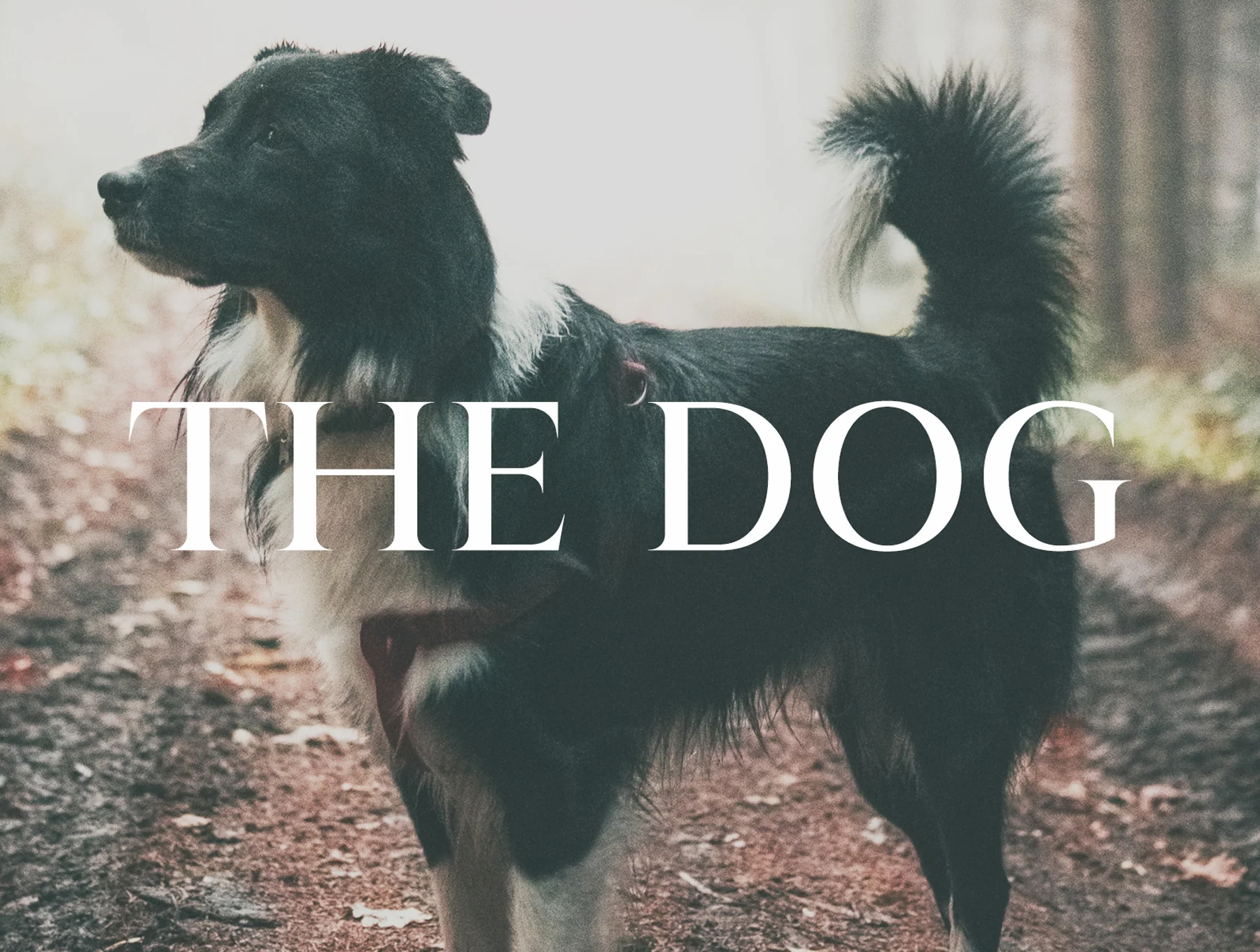Wacian Serif Font Family 9