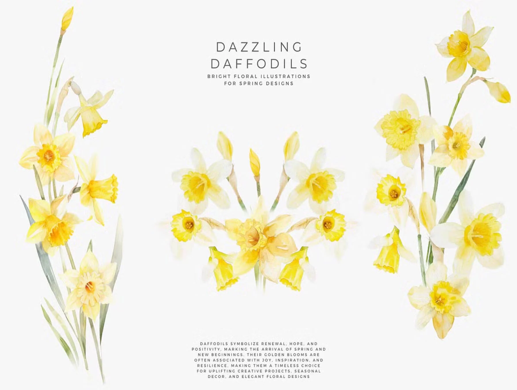 watercolor daffodil 2