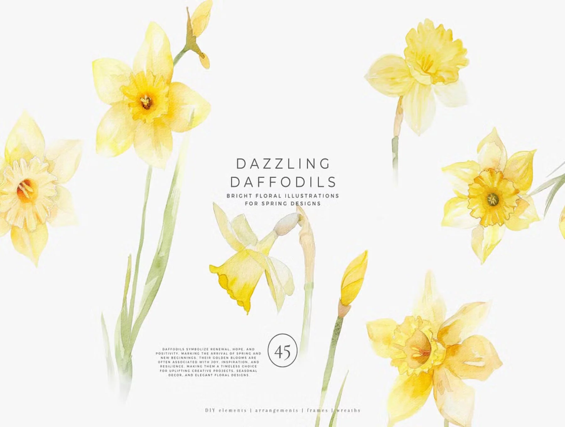 watercolor daffodil 5